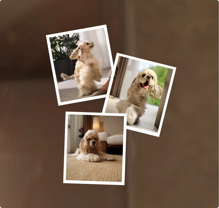 Robot aspirador Dreame Matrix10 Pro modo detección de mascotas y fotos, localiza a las mascotas para limpieza específica y captura momentos encantadores.