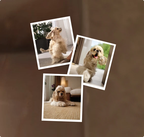 Robot aspirador Dreame Matrix10 Pro modo detección de mascotas y fotos, localiza a las mascotas para limpieza específica y captura momentos encantadores.
